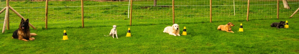 Blijven liggen in de D